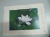 1997年摄影照片一张-白荷花 硬卡纸装 摄影地-北京紫竹院公园  照片尺寸17.5/12.5厘米