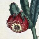 稀有精美图谱-1804年英国柯蒂斯植物铜版画724号－犀角花，手工上色
