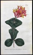 稀有精美图谱-1804年英国柯蒂斯植物铜版画781号－贯月忍冬，手工上色