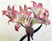 稀有精美图谱-1804年英国柯蒂斯植物铜版画733号-孤挺花，手工上色