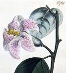 稀有精美图谱-1804年英国柯蒂斯植物铜版画769号-蜜源葵，手工上色