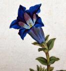 稀有1787年精美英国铜版画-柯蒂斯植物52号-龙胆草，手工布纹纸，手工上色