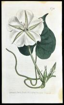 稀有1804年精美英国铜版画-柯蒂斯植物752号-月光花，手工上色