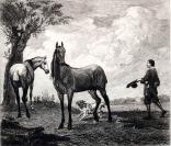 “大英博物馆藏画”1880年法国蚀刻铜版画《STADTHOUDER的马》—荷兰动物画家“ 保卢斯·波特(Paulus Potter,1625-1654年)”作品 版画家：Rachel Rhodon雕刻 42x29cm 专用水印纸