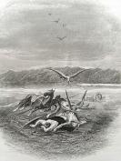 1886年钢版画《战争之后》（After the Battle） -- 版画纸张28*20.5厘米