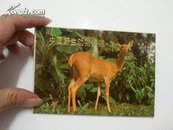 明信片：中国野生动物集锦3（16枚）一版一印