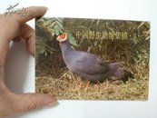 明信片：中国野生动物集锦5（16枚）一版一印