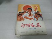 向阳红花1971年