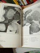 A STEREOTAXIC ATLAS OF THE BRAIN OF THE BABOON一个立体狒狒的阿特拉斯的大脑