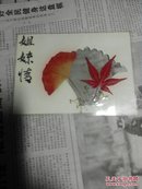 塑封银杏枫叶植物标本