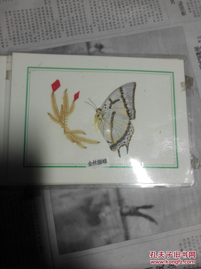 塑封蝴蝶标本——金丝猫蝶。七八十年代教学用珍稀动物标本，目前诸多已成为极珍贵稀有资料，极具收藏欣赏价值。原生制作塑封蝴蝶标本，精美灵动，全品保真