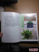 室内名贵观叶植物栽培技艺