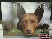 《工作犬   大型画册》    Working Dogs A Photo Documentary of the Australian Working Dog（宠物）英文原版书