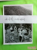 新华社新闻照片稿 安徽省当涂县青山林场职工在整地造林