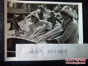 70年代新华社记新闻照片稿～山西省汾阳县贾家庄大队的女社员们使用自制的脱粒机打小麦