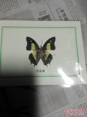 七八十年代教学珍稀动物标本——原生制作塑封蝴蝶标本，精美灵动：四尾蝶，保真