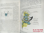 Lehrbuch der topographischen Anatomie fur Studierende und arzte. （解剖教科书）【德语 精装 1923年】