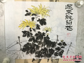 还来就菊花