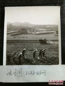 70年代新华社新闻照片稿～山西省昔阳县大寨大队的社员们在新建的人造平原上耕作！