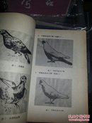 信鸽的育种竞翔与训练