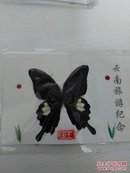 蝴蝶标本——双佛蝶（塑封）