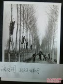 70年代新华社新闻照片稿～山西省长治县柳林公社移林大队的队员在修剪树木