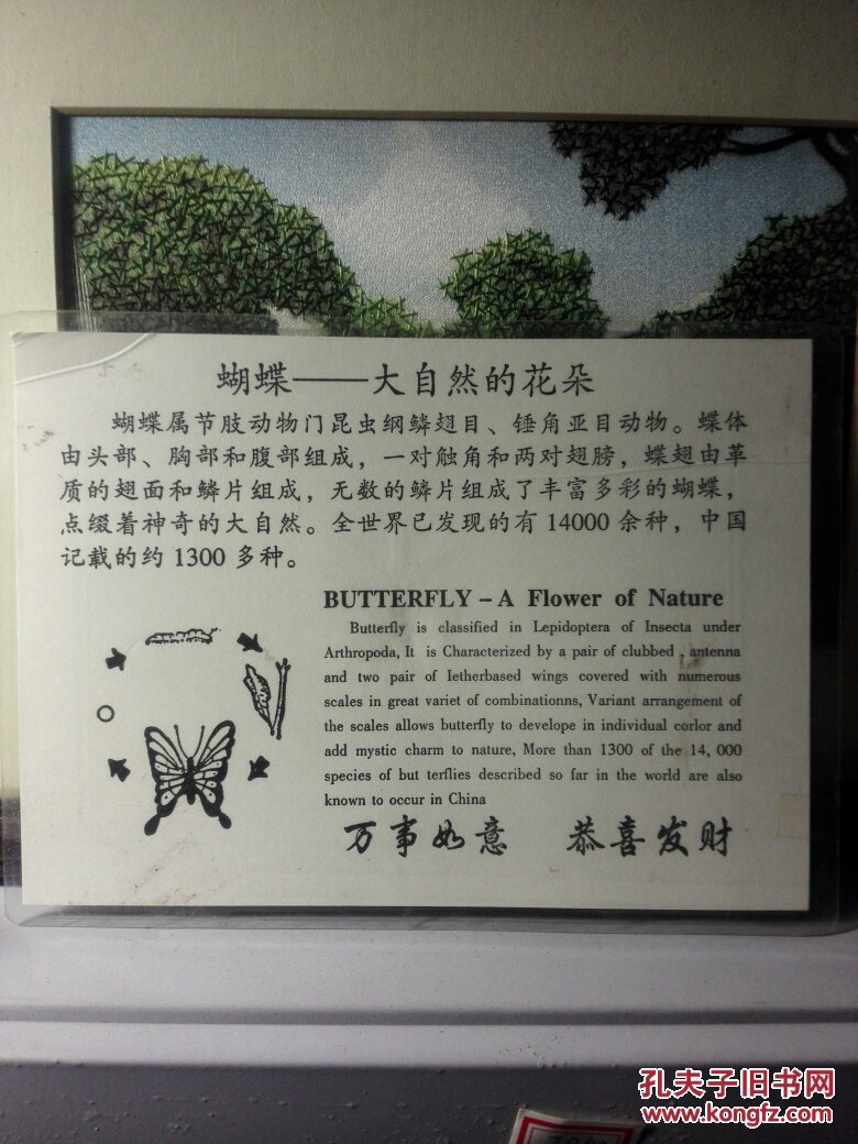 塑封蝴蝶标本——金丝猫蝶。七八十年代教学用珍稀动物标本，目前诸多已成为极珍贵稀有资料，极具收藏欣赏价值。原生制作塑封蝴蝶标本，精美灵动，全品保真