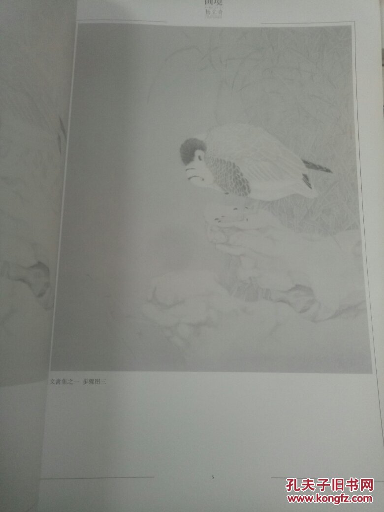 画镜杨立奇工笔花鸟画探微