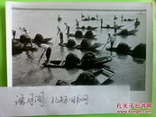 70年代新华社照片稿～安徽省当涂县镇庵大队的社员在打捞湖肥。