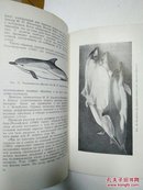 外文旧书:黑海的哺乳动物