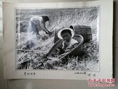 重庆照片 系列（参赛作品，大规格）：江北县文化馆  许可 《责任田里》，如图（实物拍摄图片）