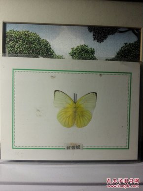 七八十年代教学珍稀动物标本——原生制作塑封蝴蝶标本，精美灵动：蓝带蝶2，保真