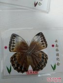 蝴蝶标本——双雁风蝶（塑封）