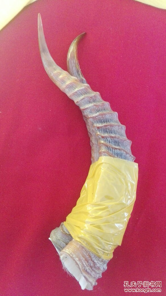 【图】角 羊角 可以入药也可以当做雕刻件 保真 懂行的来,拍品信息