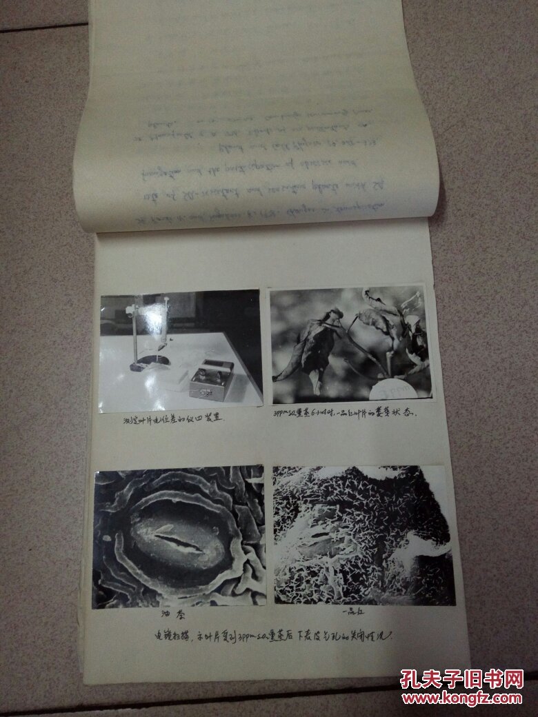 中山大學(xué)學(xué)生畢業(yè)論文：對油茶和一品紅葉片形態(tài)結(jié)構(gòu)和生理特性的影響