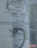 颈肩腰腿痛诊疗系列：颈肩腰腿痛应用解剖学