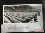 70年代新华社新闻照片稿～山西省昔阳县站尚公社口上大队，由后进变先进，粮食亩产超千斤。