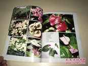 细说名新盆花194种