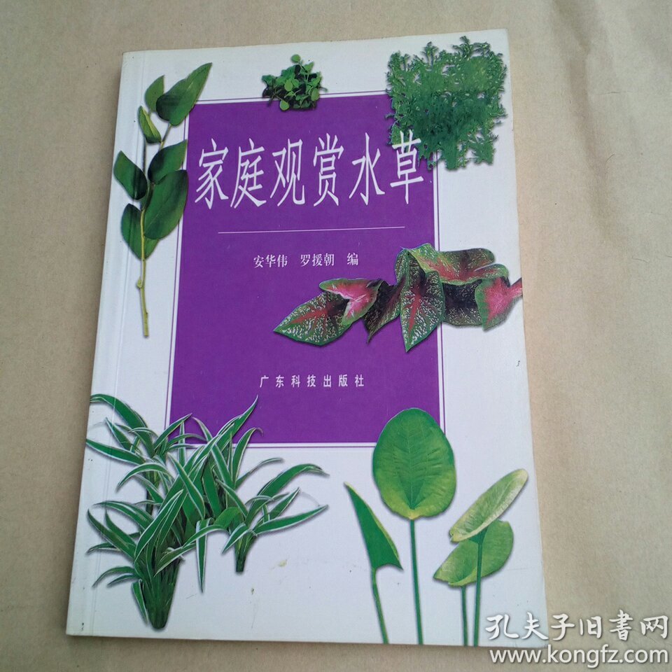 家庭观赏水草
