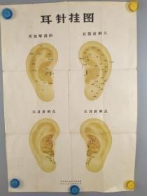 耳针挂图-----河北省中医研究院编绘