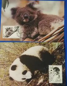 总公司极限明信片MC-23  熊猫