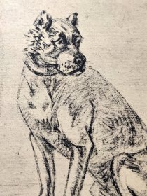 【保卢斯·波特】1896年 珂罗版 版画《STUDY FOR A DOG》 纸张36.5×29厘米