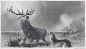 1900年钢版画《海湾雄鹿，THE STAG AT BAY》-艺术的五十年特辑版