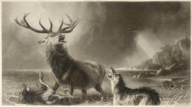 【艺术的五十年特辑版】1900年 钢版画《海湾雄鹿，THE STAG AT BAY》