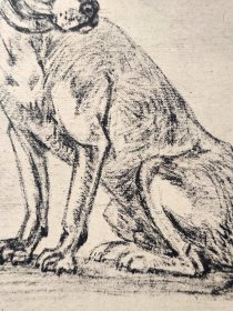 【保卢斯·波特】1896年 珂罗版 版画《STUDY FOR A DOG》 纸张36.5×29厘米