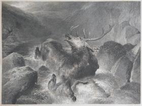 1851年钢版画 雕刻凹版《雄鹿之殇，THE DEATH OF THE STAG》