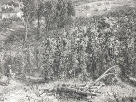 1880年 钢版画 雕刻凹版《肯特郡的啤酒花园，KENTISH HOP-GARDENS》