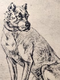 【保卢斯·波特】1896年 珂罗版 版画《STUDY FOR A DOG》 纸张36.5×29厘米