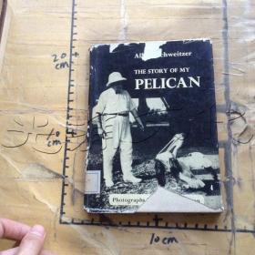 THE STORY MY PELICAN