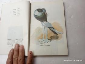 养鸽指南、内有插图、请自己看清图、售后不退货